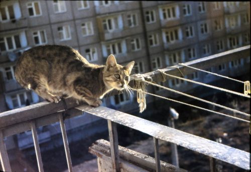 Кот Рысь, 1979